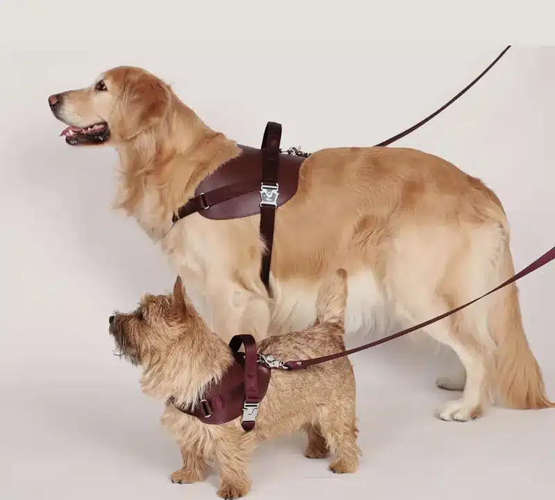 Hundegeschirr_bestellen