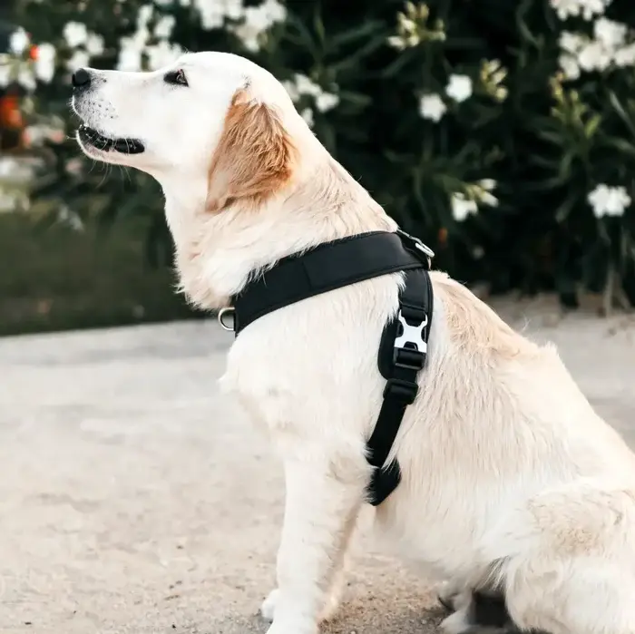 Hundegeschirr_nach_Mass